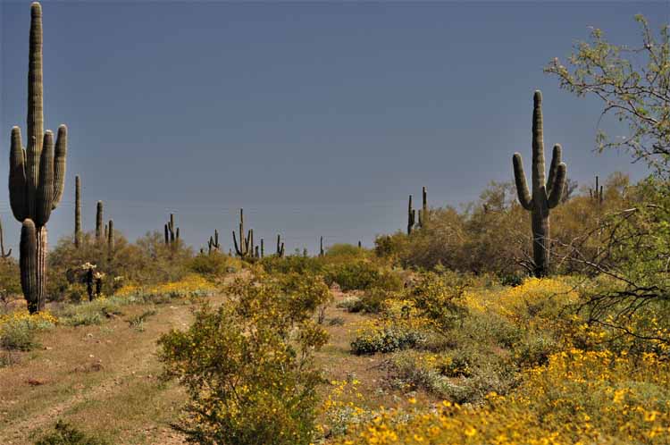desert scenic